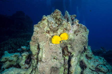 Masked butterflyfish, Chaetodon semilarvatus in the blue waters of the Red Sea. egyptの写真素材