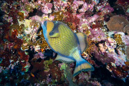 Red Sea reef fish. Giant Triggerfish in the blue waters of the Red Sea.