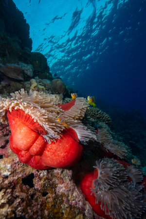 Ocellaris Clownfish on a coral reef.Clownfish and anemone on a tropical coral reef.Red sea coral reefs.の写真素材