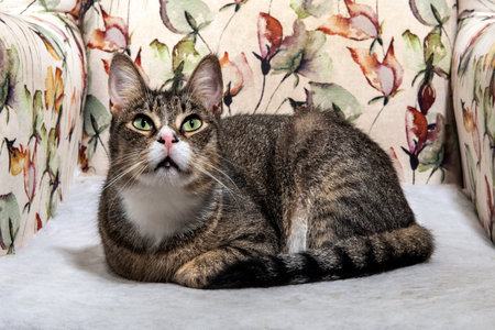 The cat sitting on the sofa. Confused cat. Cat resting on sofa.の写真素材