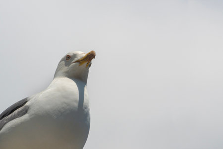 Close up of a seagull on a background of the skyの写真素材