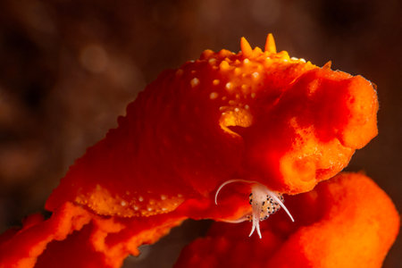 A close-up shot of a red worm on a red coral