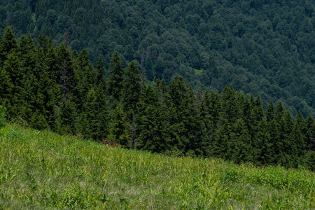 Summer mountain landscape with coniferous forest. Rize, Turkey.の写真素材