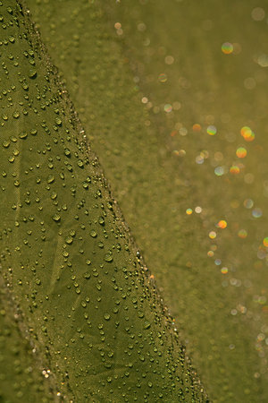 Water droplets on waterproof fabric.Water drops on a green waterproof fabric close-up macro photography.Water drops on a waterproof fabric.の写真素材