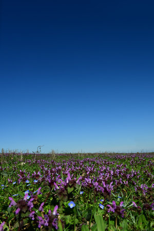 Spring meadow with purple flowers and blue sky. Shallow depth of field.の写真素材
