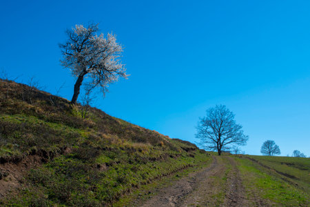 lonely tree on a hillside against the blue sky in springの写真素材