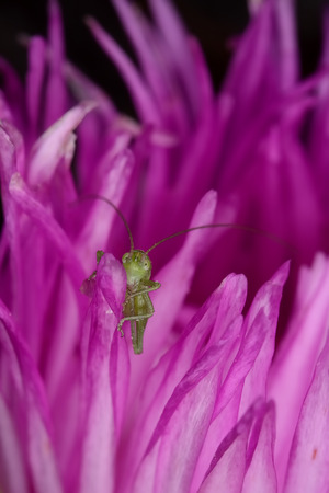 Plant with colorful flowers: yellow purple and white. Its branches are meaty and succulent with ramifications that form bushes.の写真素材
