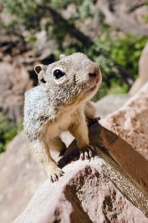 Close portrait of a cute "Uinta Ground Squirrel."の写真素材