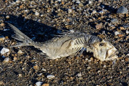 Fish skeleton lying on the sand of the lagoon.の写真素材
