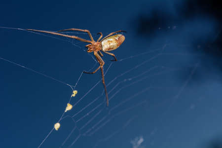 The spider moves in her web in blue sky.