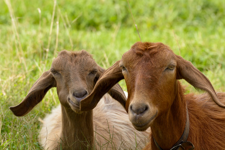 Goats graze in the green countryside in Sardinia.の写真素材