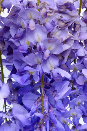 Wisteria flowers, green leaves border for an angle of page over a white background. decorative elementの写真素材