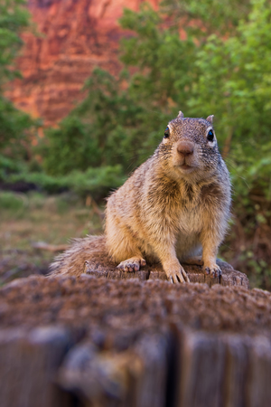 Close portrait of a cuteの写真素材