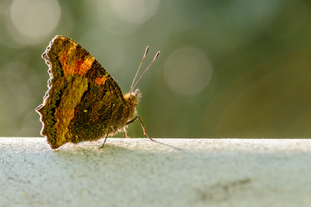 Large turtle, Nymphalis polychloros butterfly in an oak forest of Sardinia.の写真素材