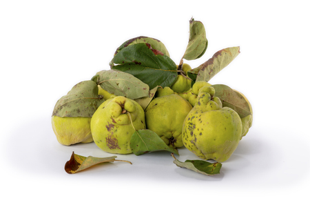 Autumn green quince with leaves, details. White background.の写真素材