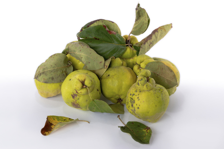 Autumn green quince with leaves, details. White background.の写真素材