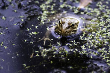 Common frog of Sardinia, present in the ponds in the summer. Its natural habitats are temperate...