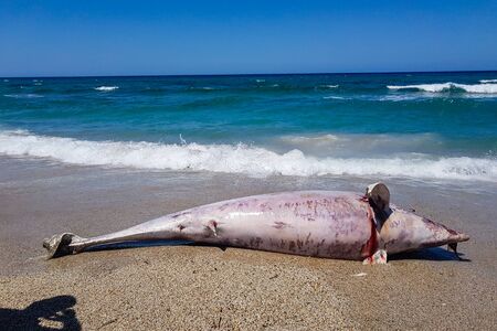 Gonnesa, Fontanamare Beach - August 03, 2019: A protected species of dolphin, in an advanced state of decomposition. Taken ashore by the storm in the beach of Fontanamare, municipality of Gonnesa. Sardinia Southwest, Italy. Tourists with agents of forest のeditorial素材