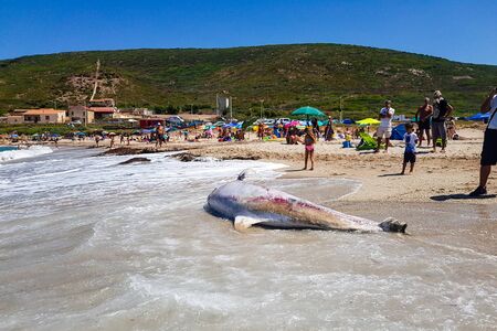 Gonnesa, Fontanamare Beach - August 03, 2019: A protected species of dolphin, in an advanced state of decomposition. Taken ashore by the storm in the beach of Fontanamare, municipality of Gonnesa. Sardinia Southwest, Italy. Tourists with agents of forest のeditorial素材