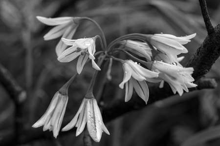 Allium triquetrum. Common plant found in the Mediterranean basin. Graphic processing in black and white.の写真素材