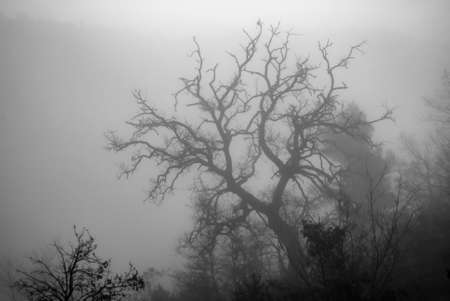 Landscape of valley in Umbria in autumn with sunrise and fog.の写真素材