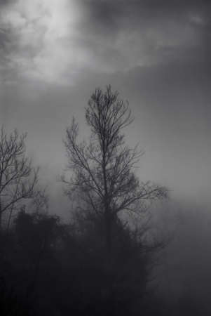 Trees hidden by the fog in winter. Mystical setting.の写真素材