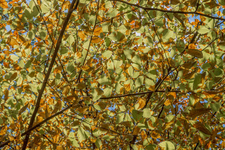 The leaves turn yellow in autumn when the first cold arrives. They turn yellow, reddish or brown.