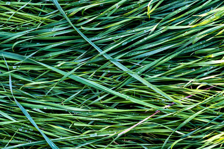 Fresh green grass wet with dew in the morning. Graphic texture for background.の写真素材