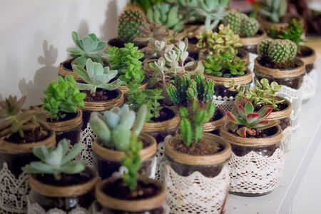 succulentの写真素材