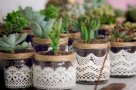 succulentの写真素材