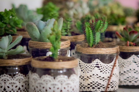 succulentの写真素材