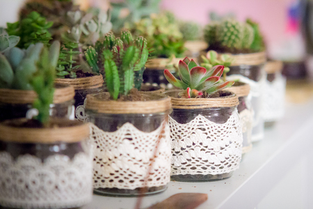 succulentの写真素材