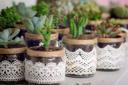 succulentの写真素材