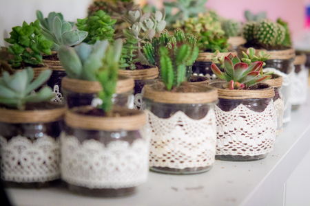 succulentsの写真素材