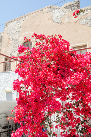 Thira. Branch of bougainvillea in spring bloom against the backdrop of a city streetの写真素材