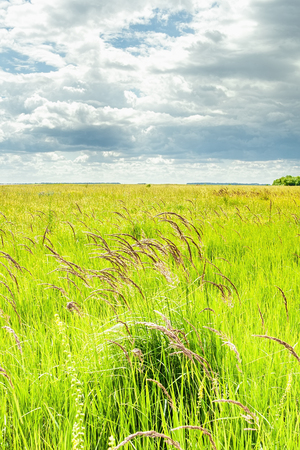 A Russian plain. Meadow grassの写真素材