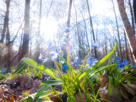 Blue snowdrops in sunlight. Chernozem region.