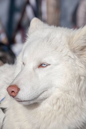 Husky dog white color with blue eyes