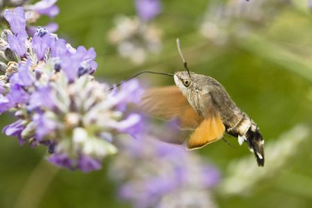 hummingbird hawk-mothの写真素材