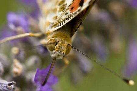 painted lady butterfly eating lavender nectar