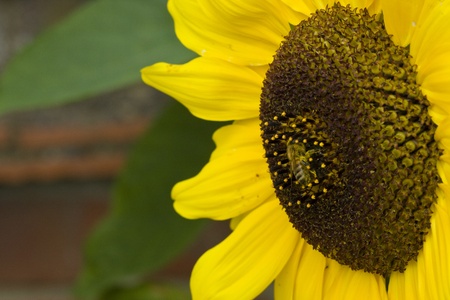 bee collecting honey from sunflowerの写真素材