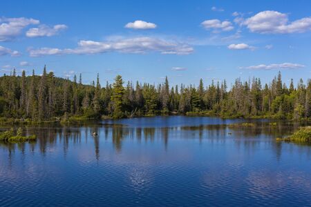 reflection of trees in a water in summerの写真素材