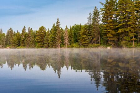 reflection of forest trees in water in summerの写真素材