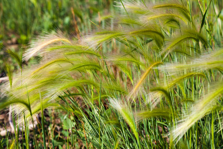 green grass heads as a background