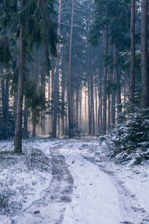winter in forestの写真素材