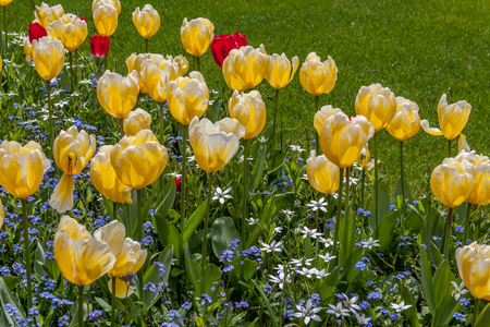 yellow and red flowers in a sunshine and green grassの写真素材