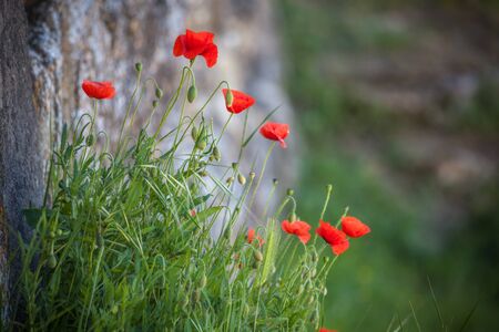 a red poppy flowers growning by fortification wallの写真素材