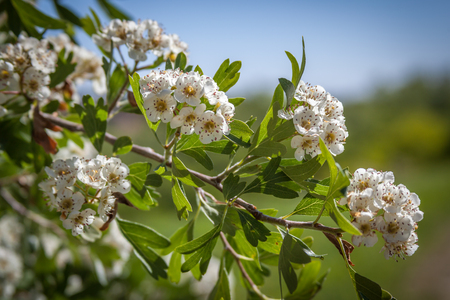 a tree branch with white cherry blossomの写真素材
