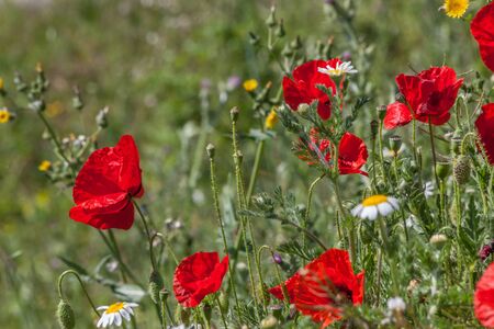 red poppy flowers growing on green meadowの写真素材