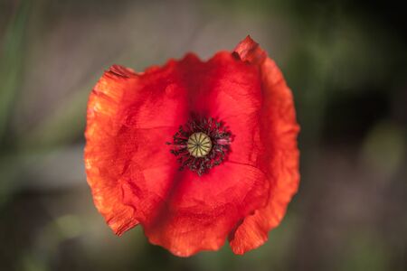 a close up of red poppy flower with blurred green backgroundの写真素材